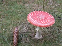 Ein roter Fliegenpilz neben einem Tannenzapfen im Bayrischenwald