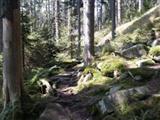 Klicken Sie um Bilder aus dem Bayerischen Wald anzuschauen