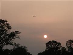 Romantischer Sonnenuntergang mit Vogel